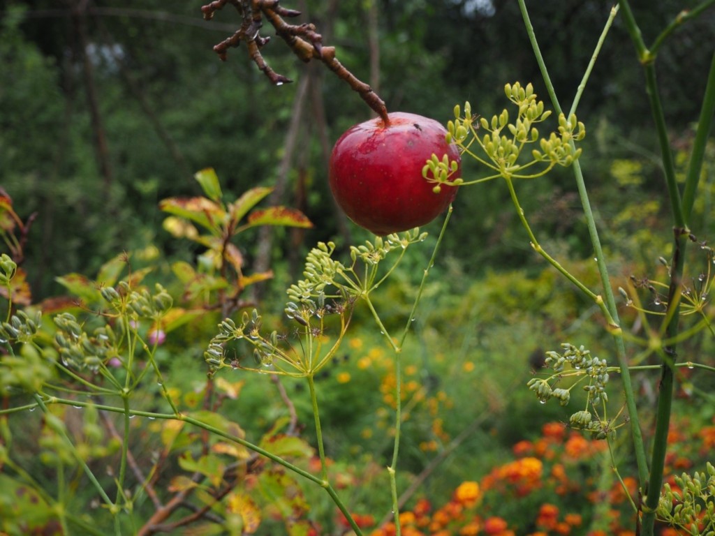 Indian Summer