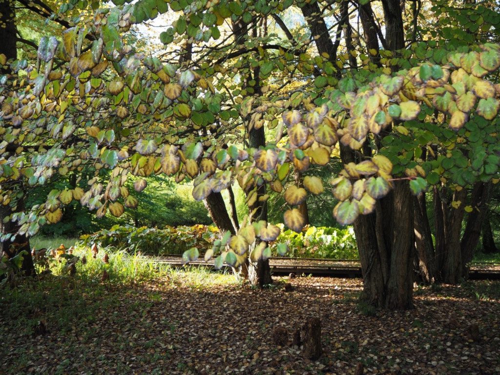 Indian Summer Kuchenbaum im Kurpark Malente