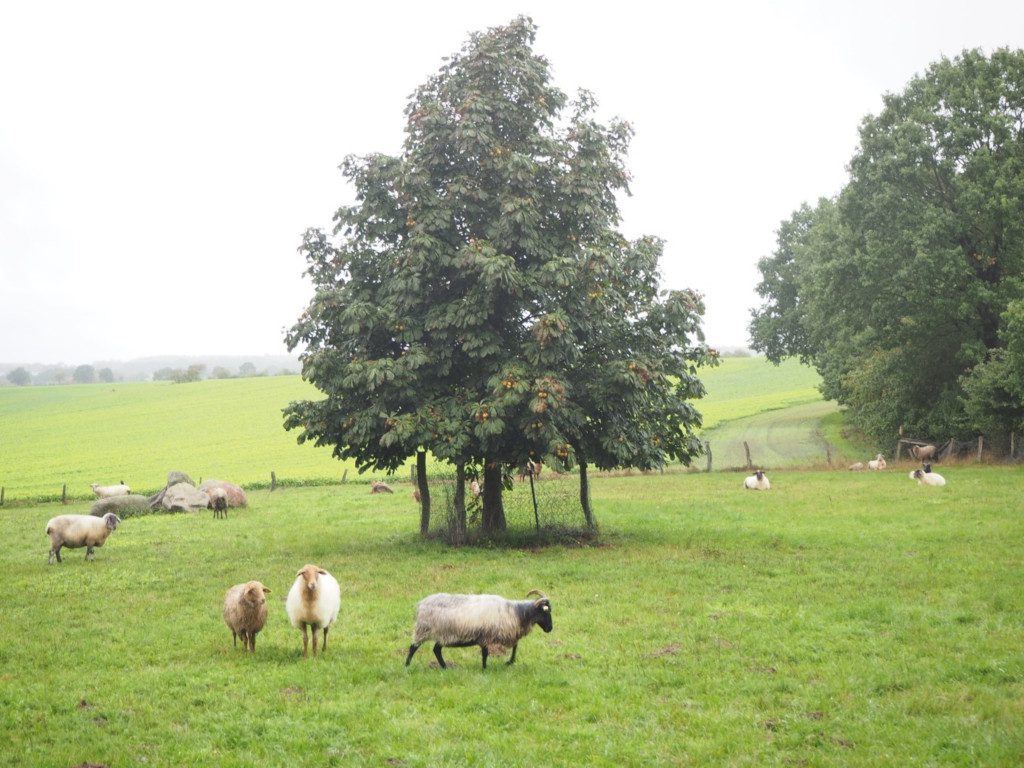 Schafe unterm Kastanienbaum